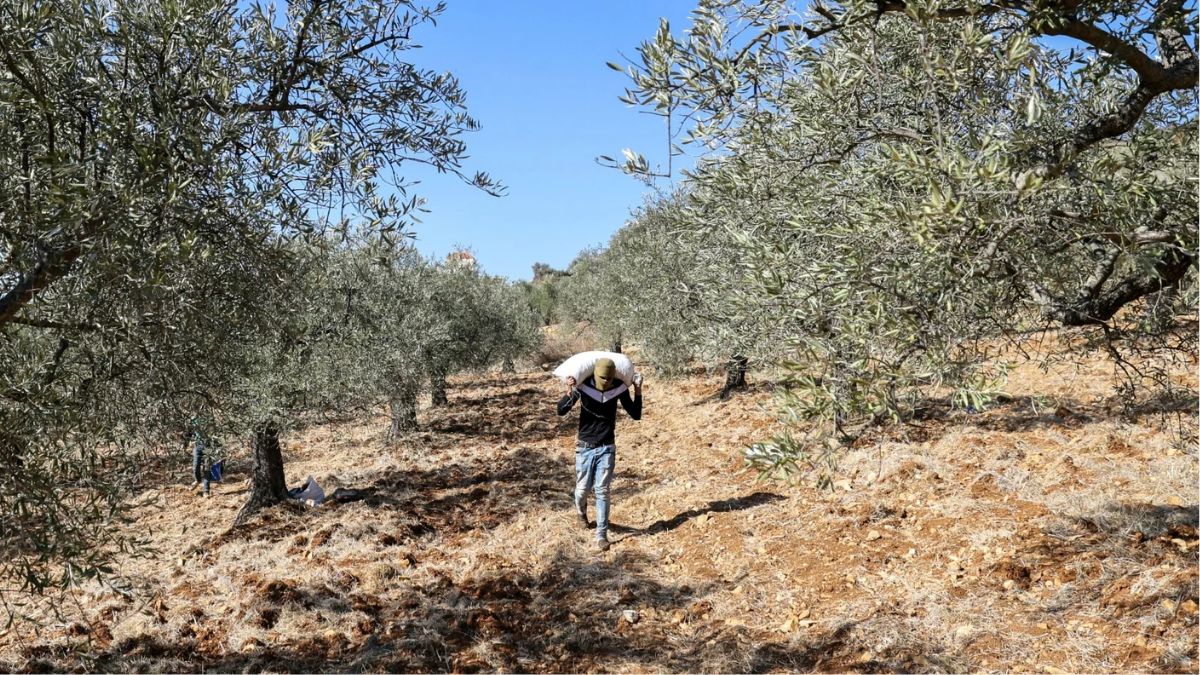 Two Men Killed in South Lebanon During Olive Harvest